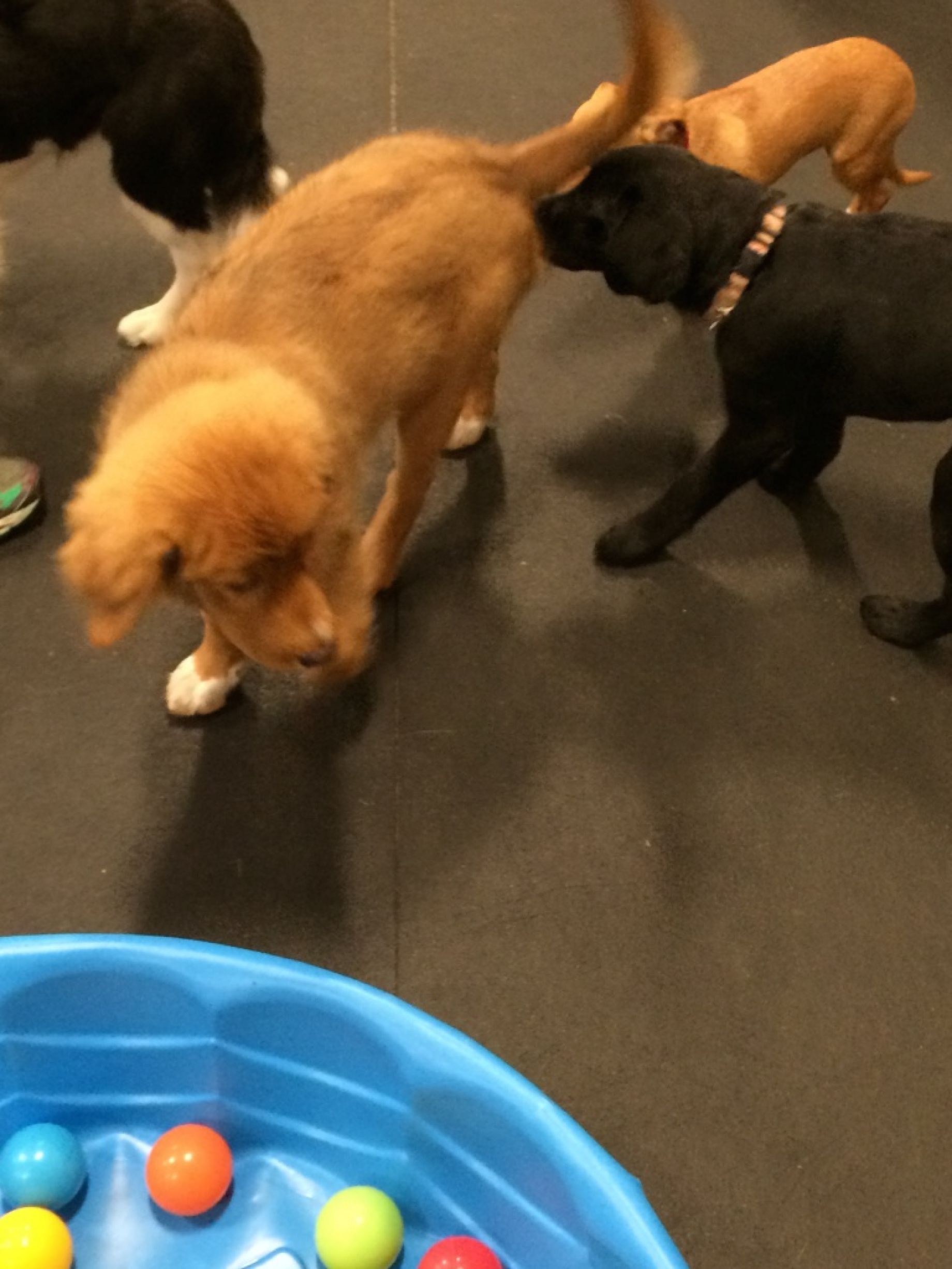 lab
