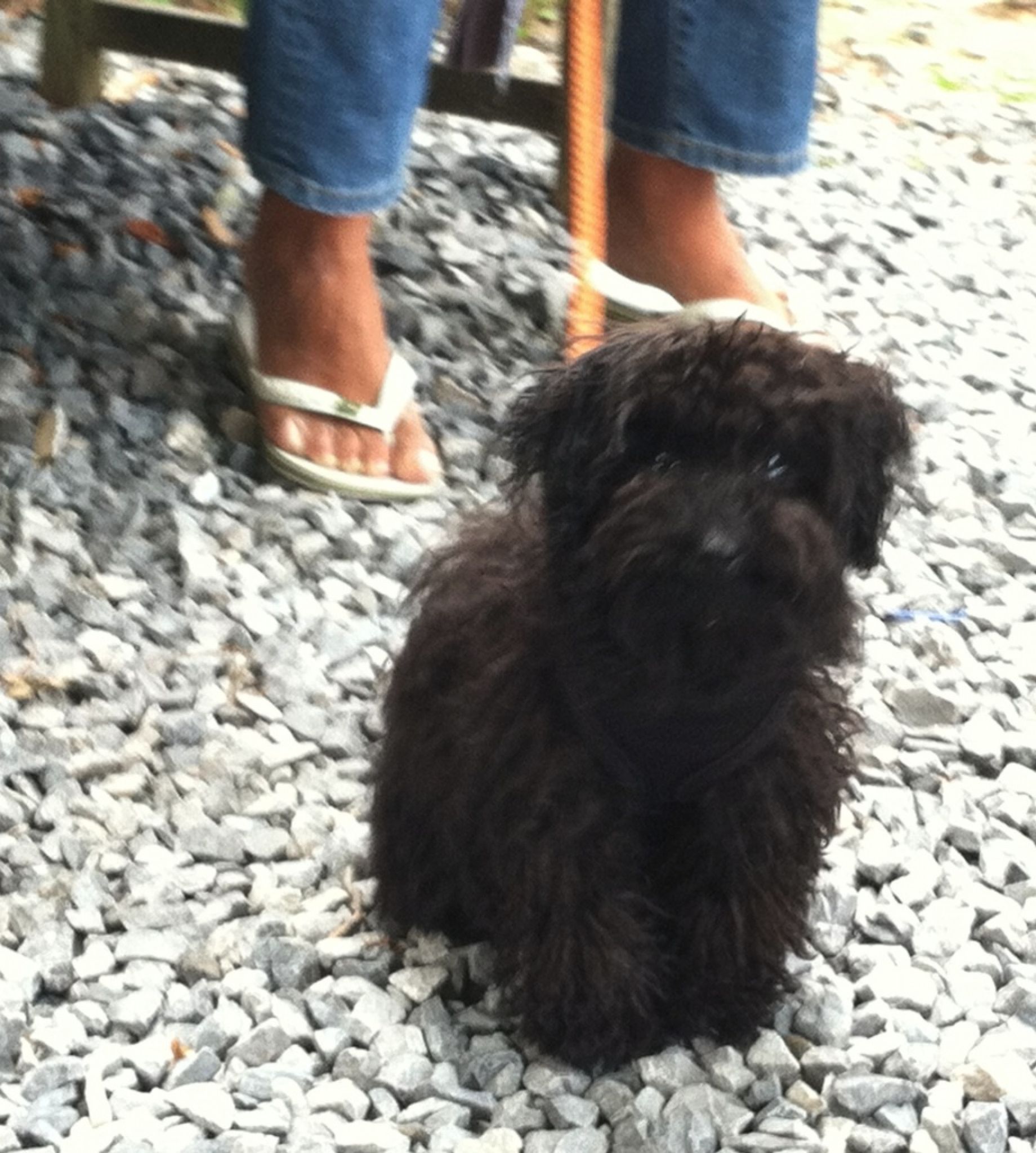 Stella
