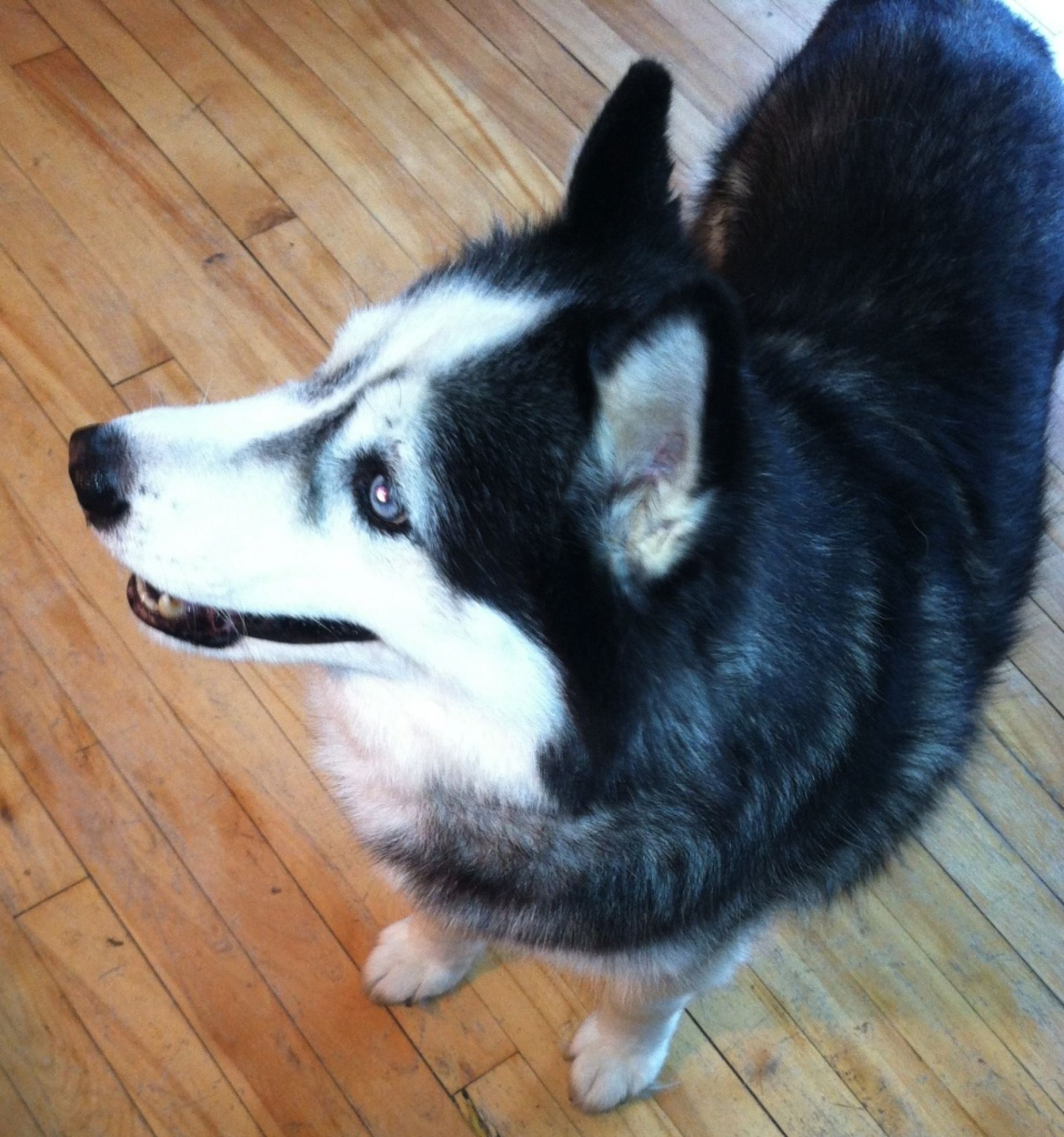husky