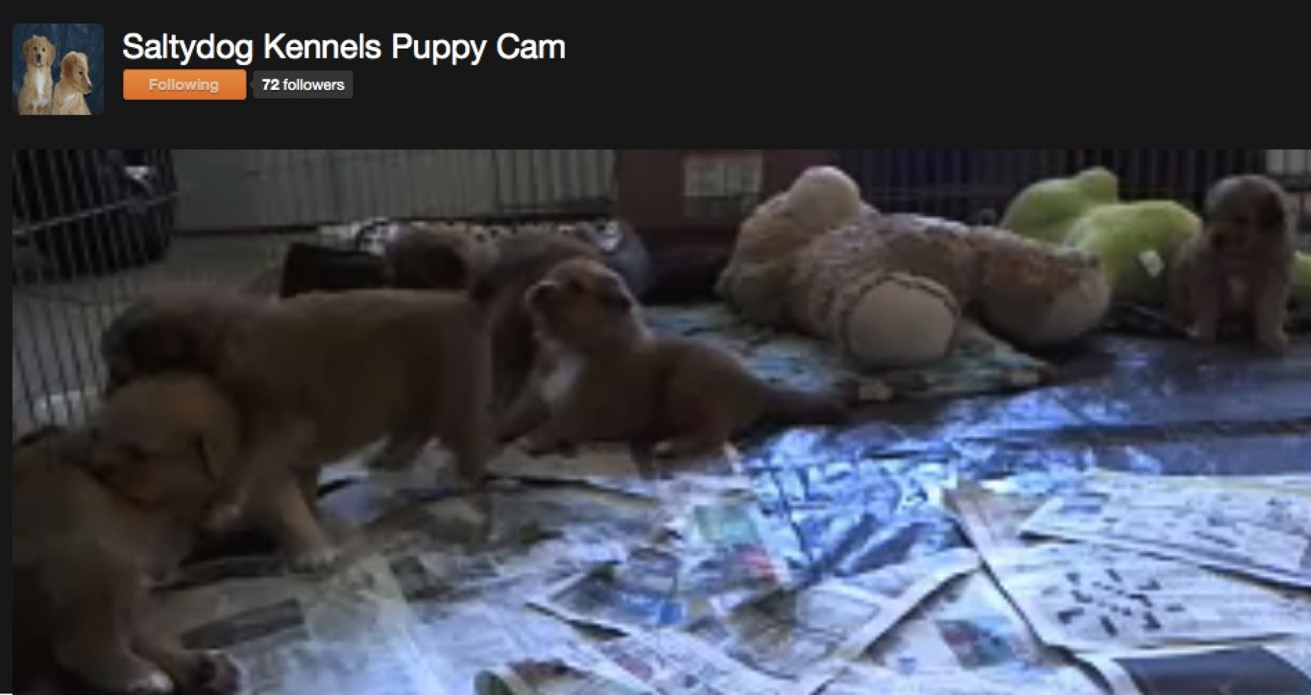 puppycam