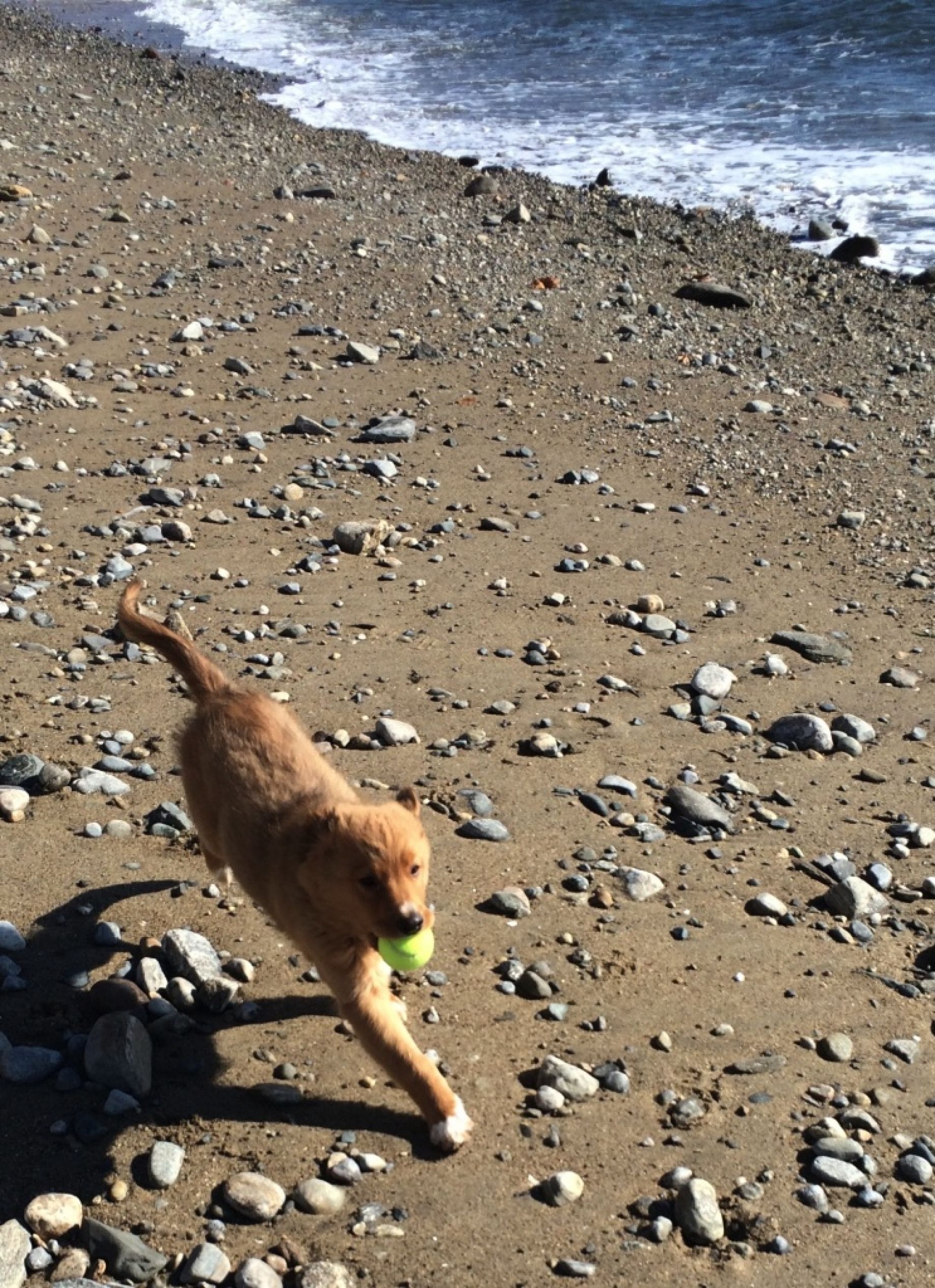 fetch