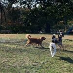 dog park