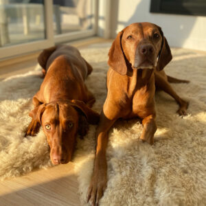 Vizsla