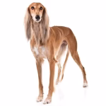 Saluki