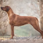 Rhodesian