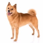 Finnish Spitz