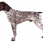 German Shorthaired