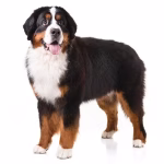 Bernese